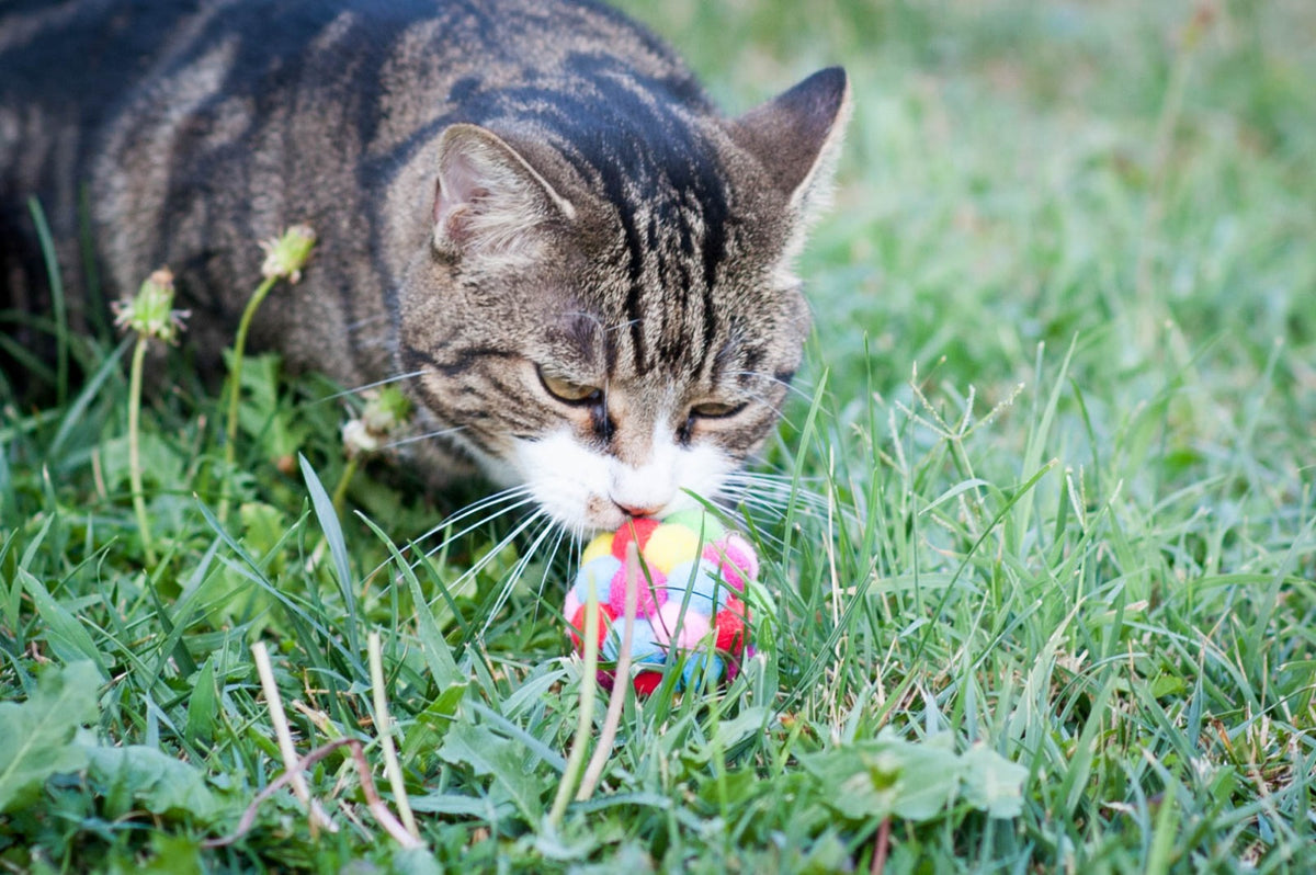Pallina con Pon Pon Multicolore e Sonaglio per Gatti