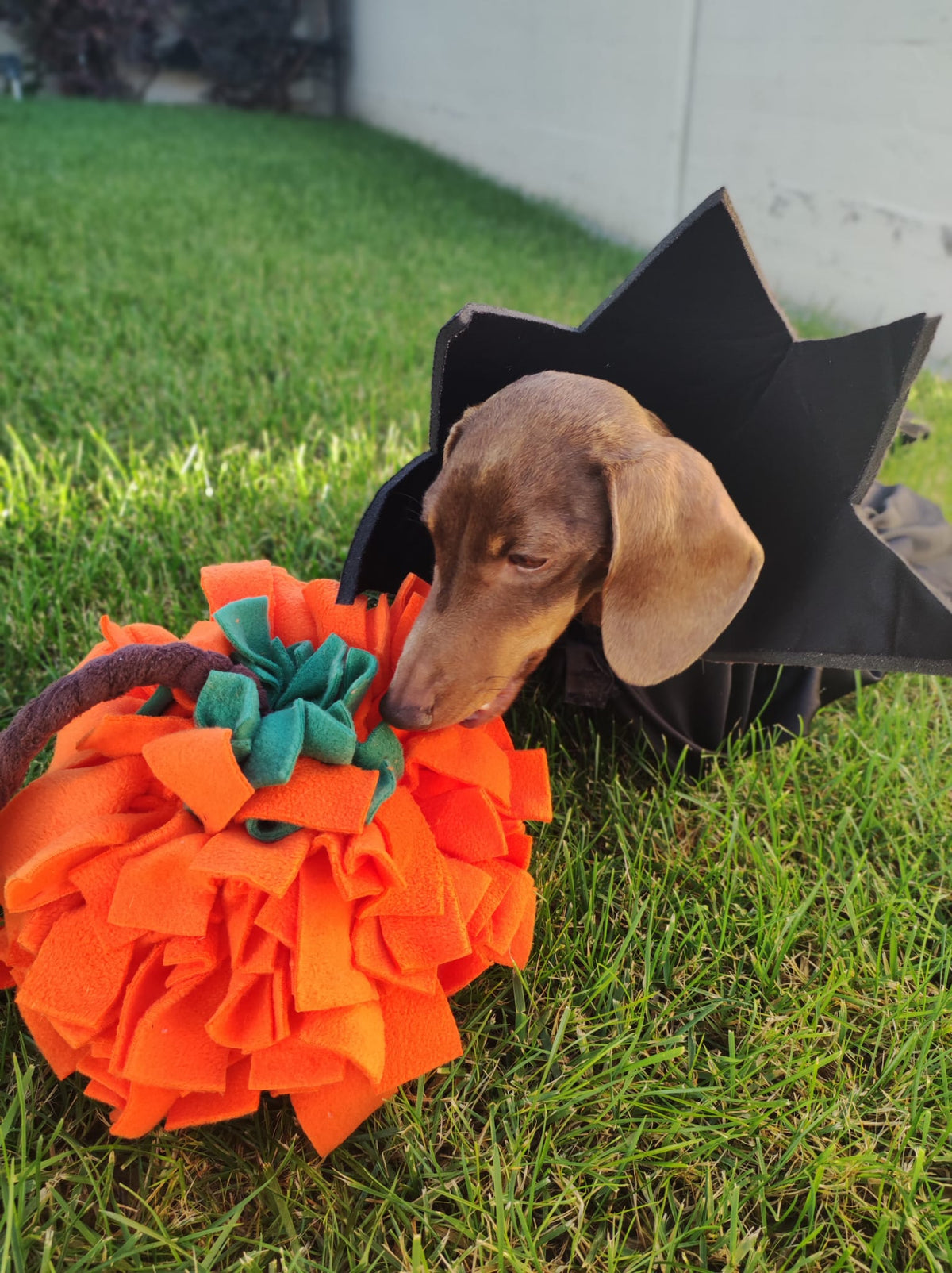 Pumpkin Ball