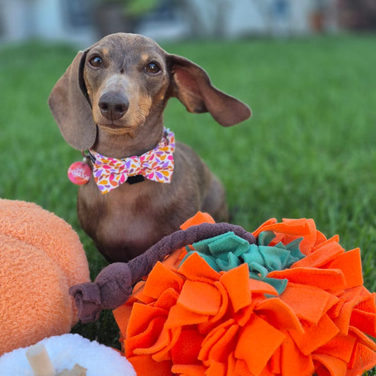 Pumpkin Ball