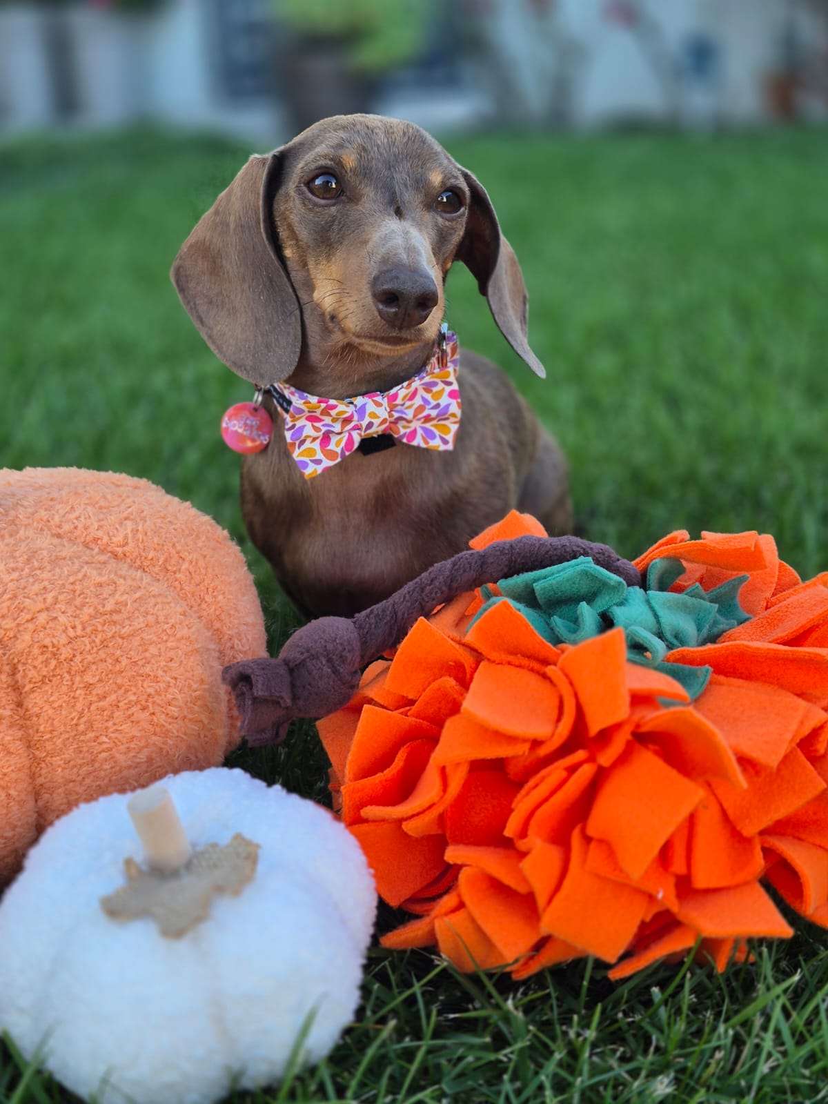 Pumpkin Ball